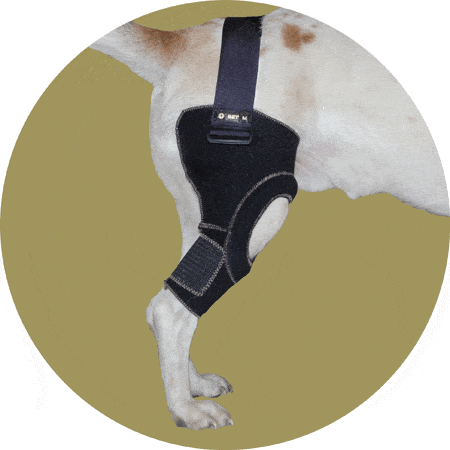 Картинка бандаж на правое колено для собаки вет м от Zooplaneta.shop