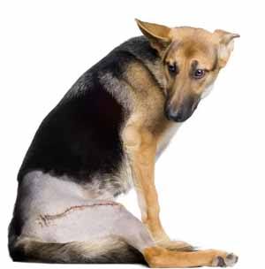 Чем грозит дисплазия тазобедренных суставов у собак?