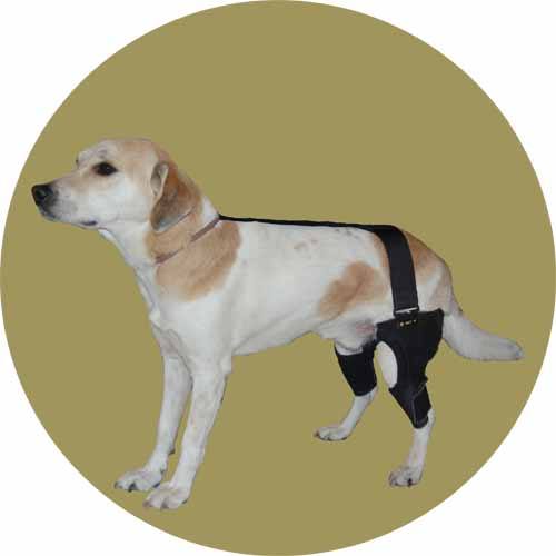 Картинка фиксатор на колено для собаки двухсторонний вет м от Zooplaneta.shop