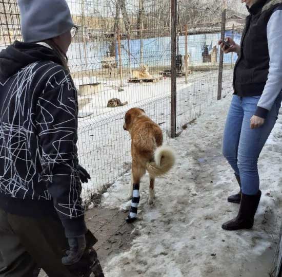 Ортез для скакательного сустава для собаки — Zooplaneta.shop