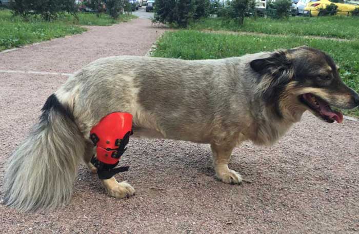 Ортез коленного сустава для собак — Zooplaneta.shop