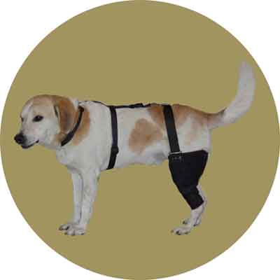Бандаж коленного сустава для собаки (правый). Размер XXL(1) 