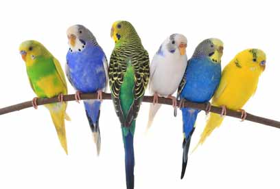 Как определить пол и возраст волнистого попугая?