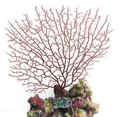 Картинка мягкий искусственный коралл для морского аквариума от магазина Zooplaneta.shop
