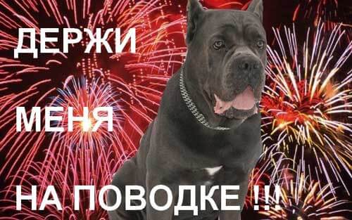 Собака боится петард, что делать? Собака боится петард, что делать?