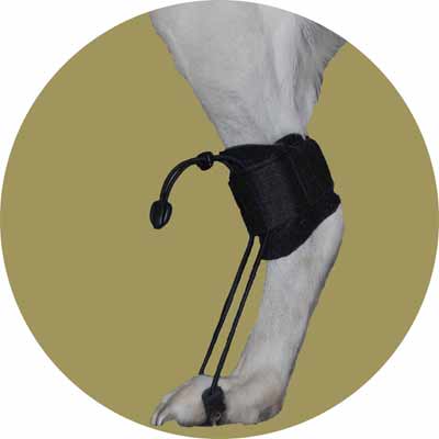 Картинка растяжка-стабилизатор для задних лап для собак от Zooplaneta.shop