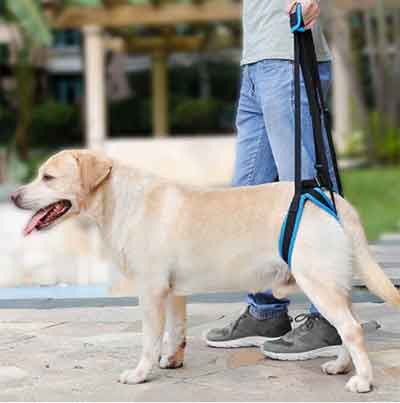 Поддержки ходунки для собак. Размер M