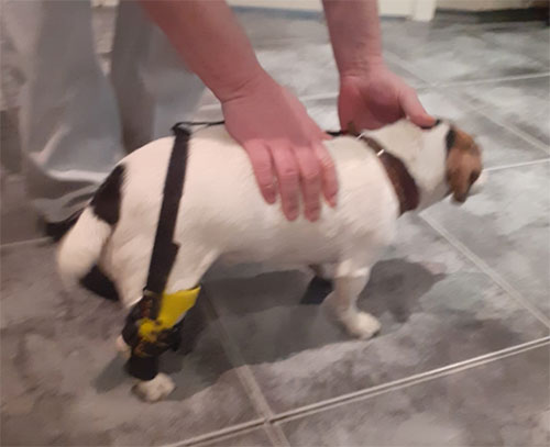 Ортез коленного сустава для собак — Zooplaneta.shop