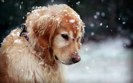 Как гулять с собакой зимой? Особенности зимних прогулок с собакой.