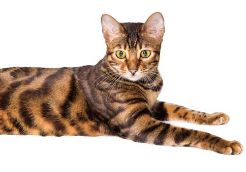 Тойгер кошка описание породы