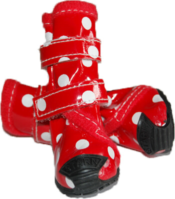 Картинка Обувь для собаки йорка Red Dot от магазина Zooplaneta.shop Картинка Обувь для собаки йорка Red Dot от магазина Zooplaneta.shop