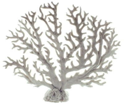 Картинка кораллы для морского аквариума от магазина Zooplaneta.shop