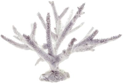 Картинка жесткие кораллы для аквариума от магазина Zooplaneta.shop