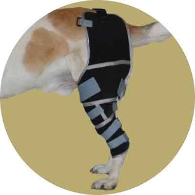 Картинка коленный бандаж для собаки от Zooplaneta.shop