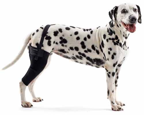 Как снять мерки с собаки для бандажа на колено?
