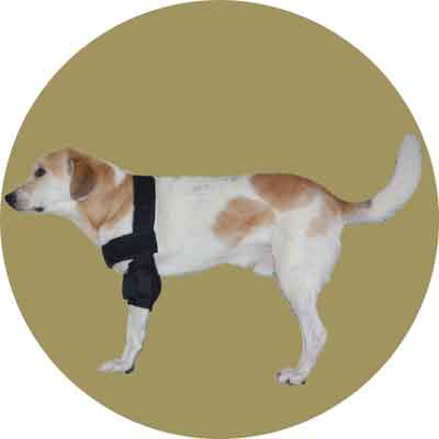 Картинка плечевой бандаж для собак от Zooplaneta.shop
