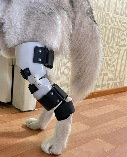 Ортез коленного сустава для собак — Zooplaneta.shop