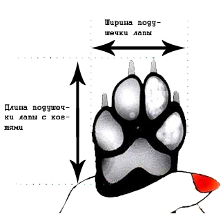 Ботинки для больших собак в Zooplaneta.shop