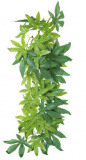 Растение для террариума, "Abutilon"