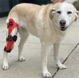 Ортез на колено для собак