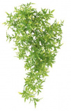 Растение для террариума, "Croton"