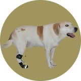 Ноклинги для собаки для задних лап