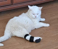 Ортез на скакательный сустав для кошек