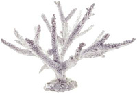 Жесткие кораллы для аквариума
